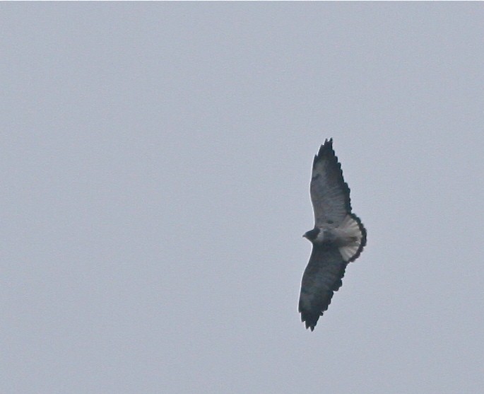 White-tailed Hawk - ML141810491