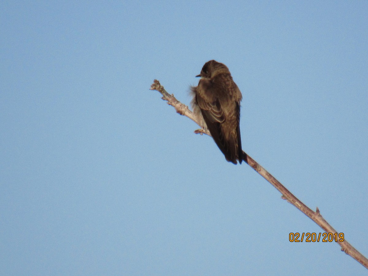 Northern Rough-winged Swallow - ML141811361