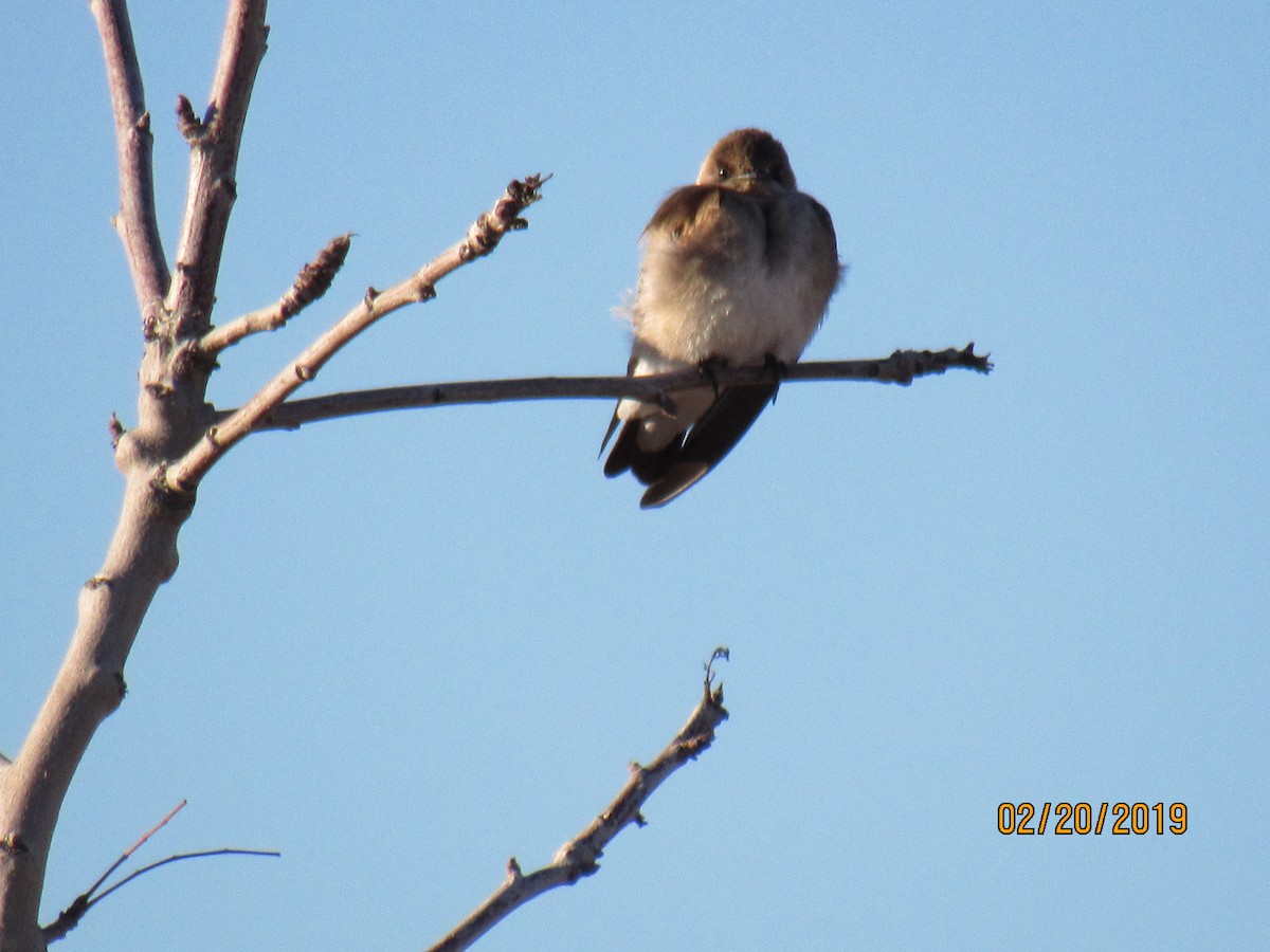 Northern Rough-winged Swallow - ML141811371