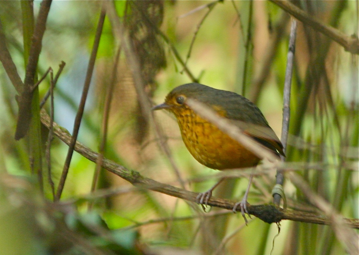 Speckle-breasted Antpitta - ML141811451