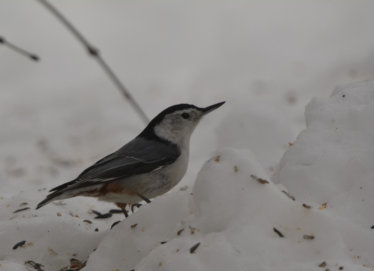 White-breasted Nuthatch - John Cree