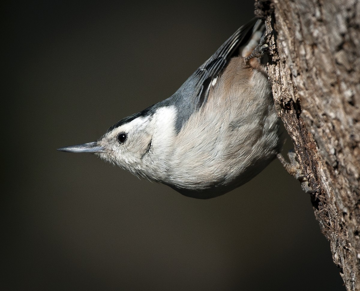 White-breasted Nuthatch (Pacific) - ML141811741