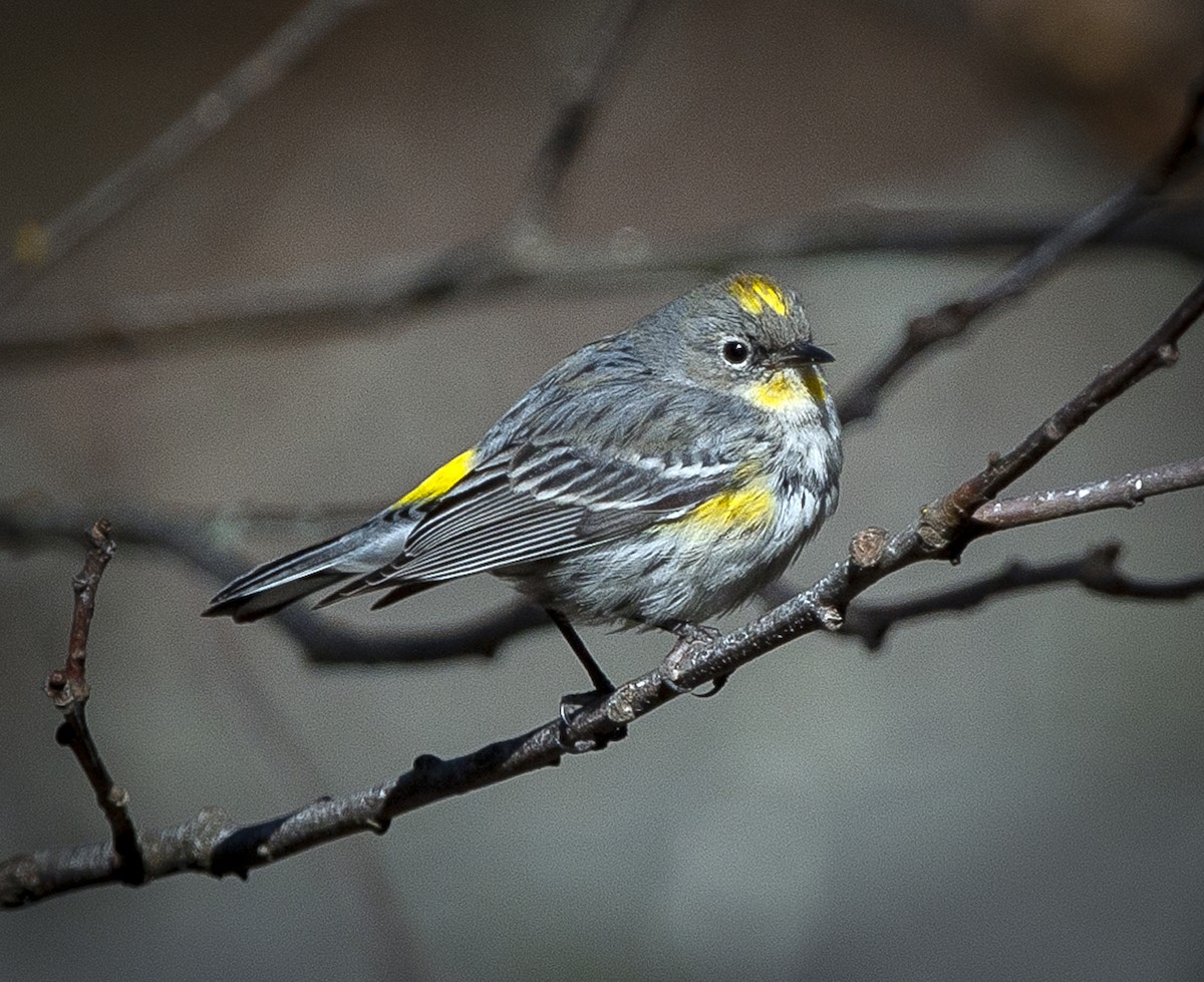 Yellow-rumped Warbler (Audubon's) - ML141812301