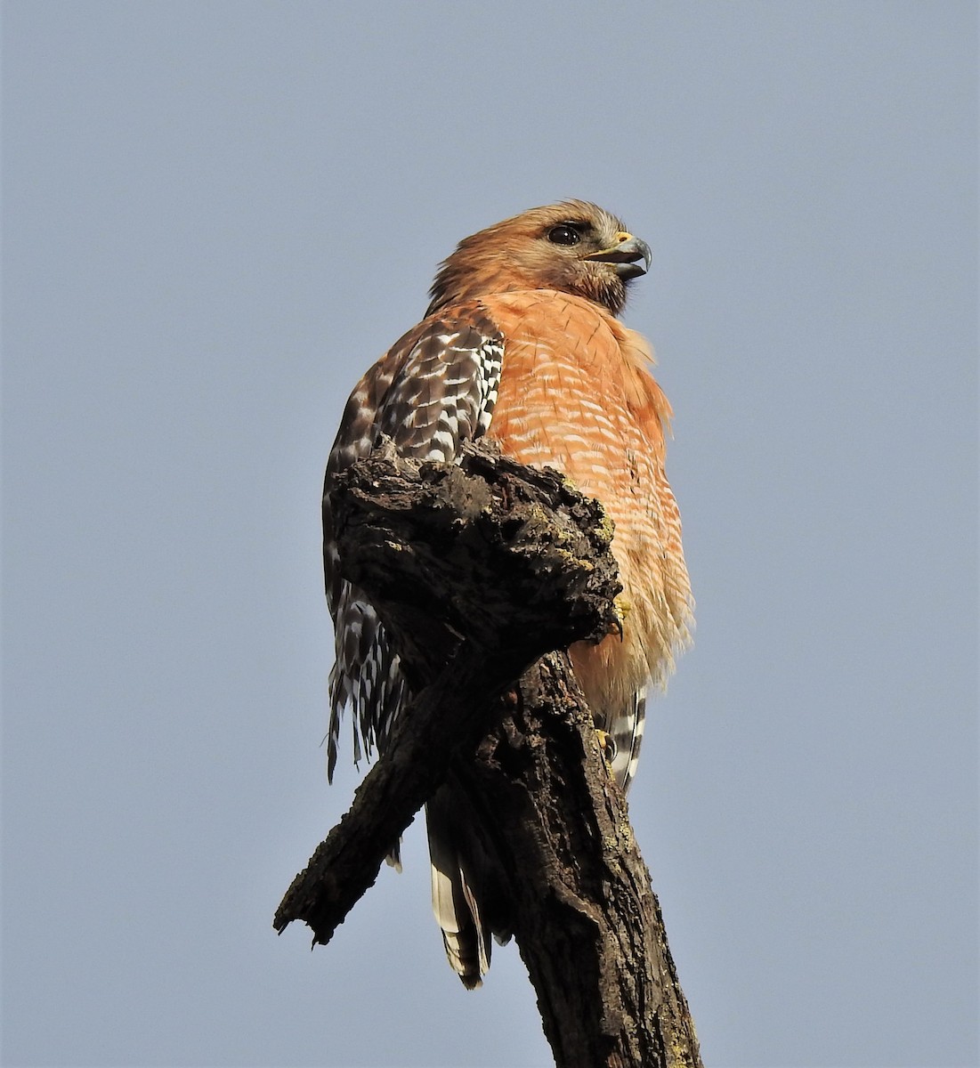 Red-shouldered Hawk - Bill Pelletier