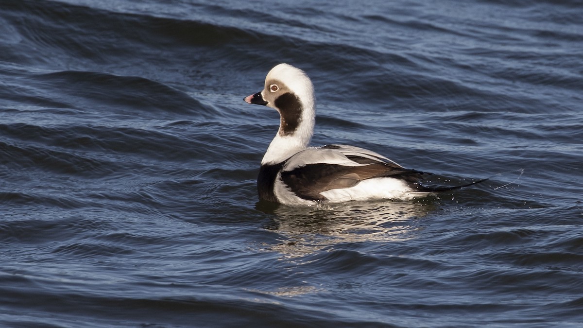 Long-tailed Duck - ML141813111