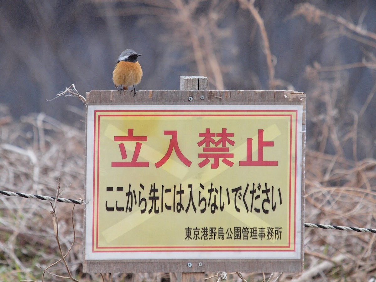 Daurian Redstart - Atsushi Shimazaki