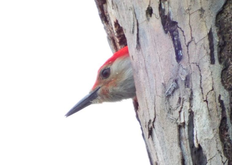 Red-bellied Woodpecker - Daniel Mason