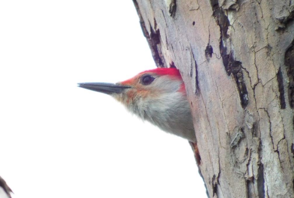 Red-bellied Woodpecker - Daniel Mason