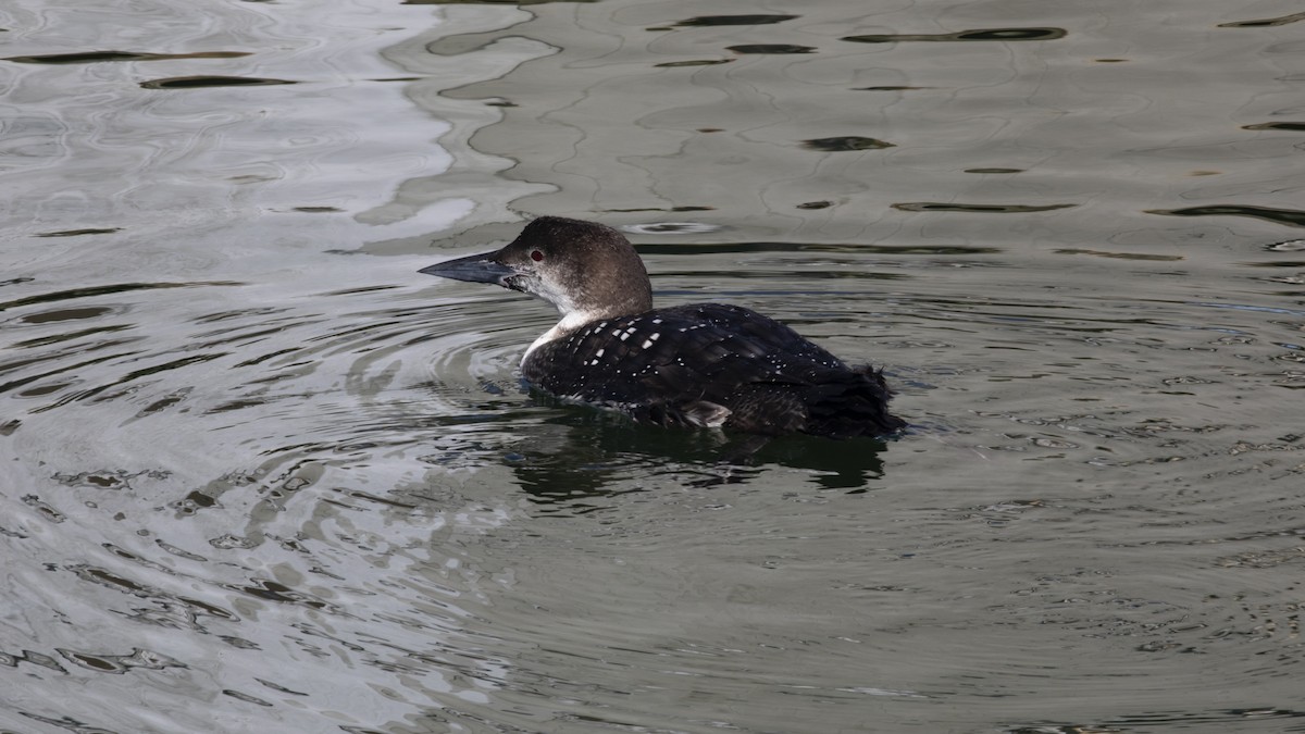 Common Loon - R Miller