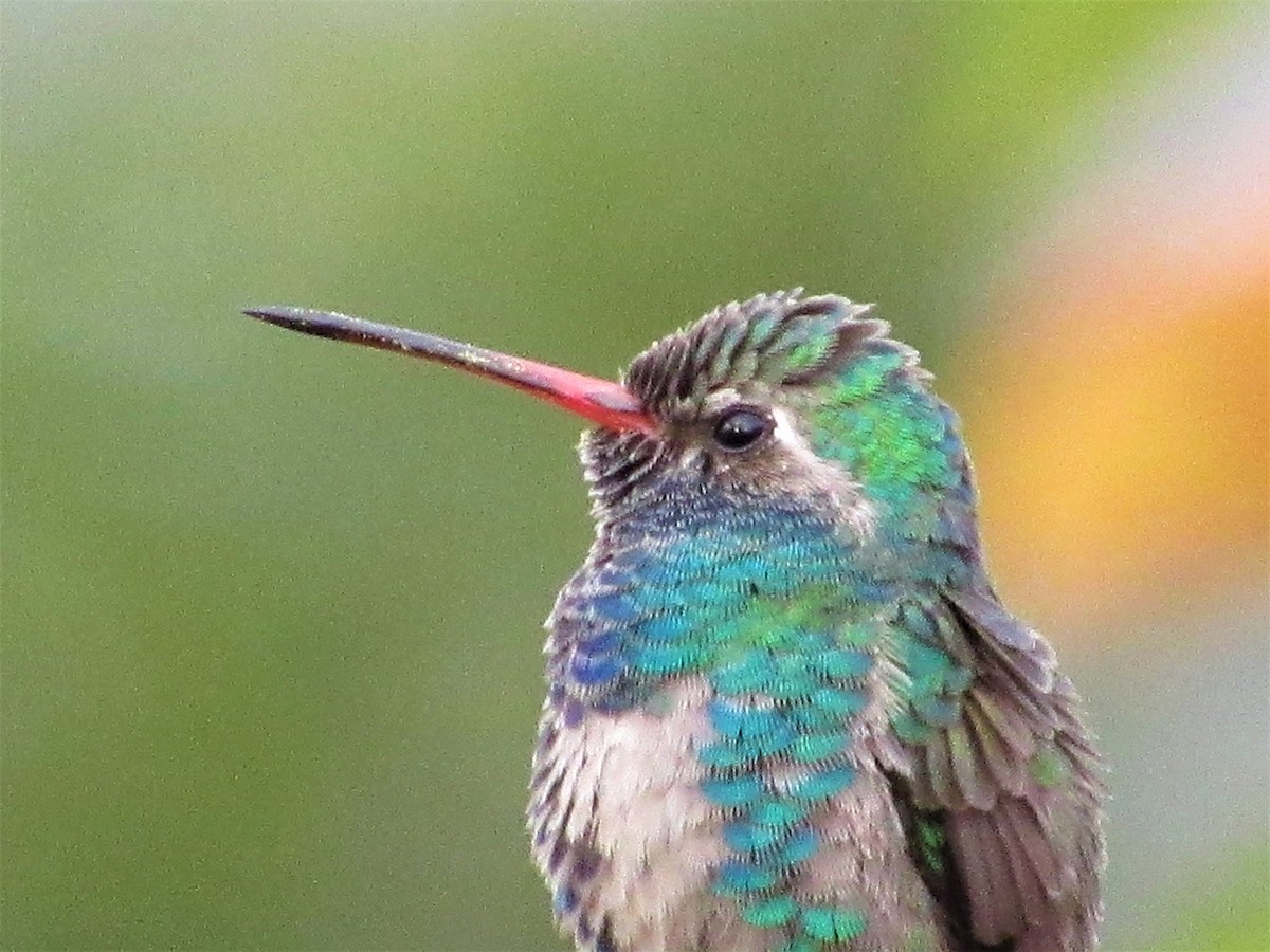 Broad-billed Hummingbird - Michka Hebing