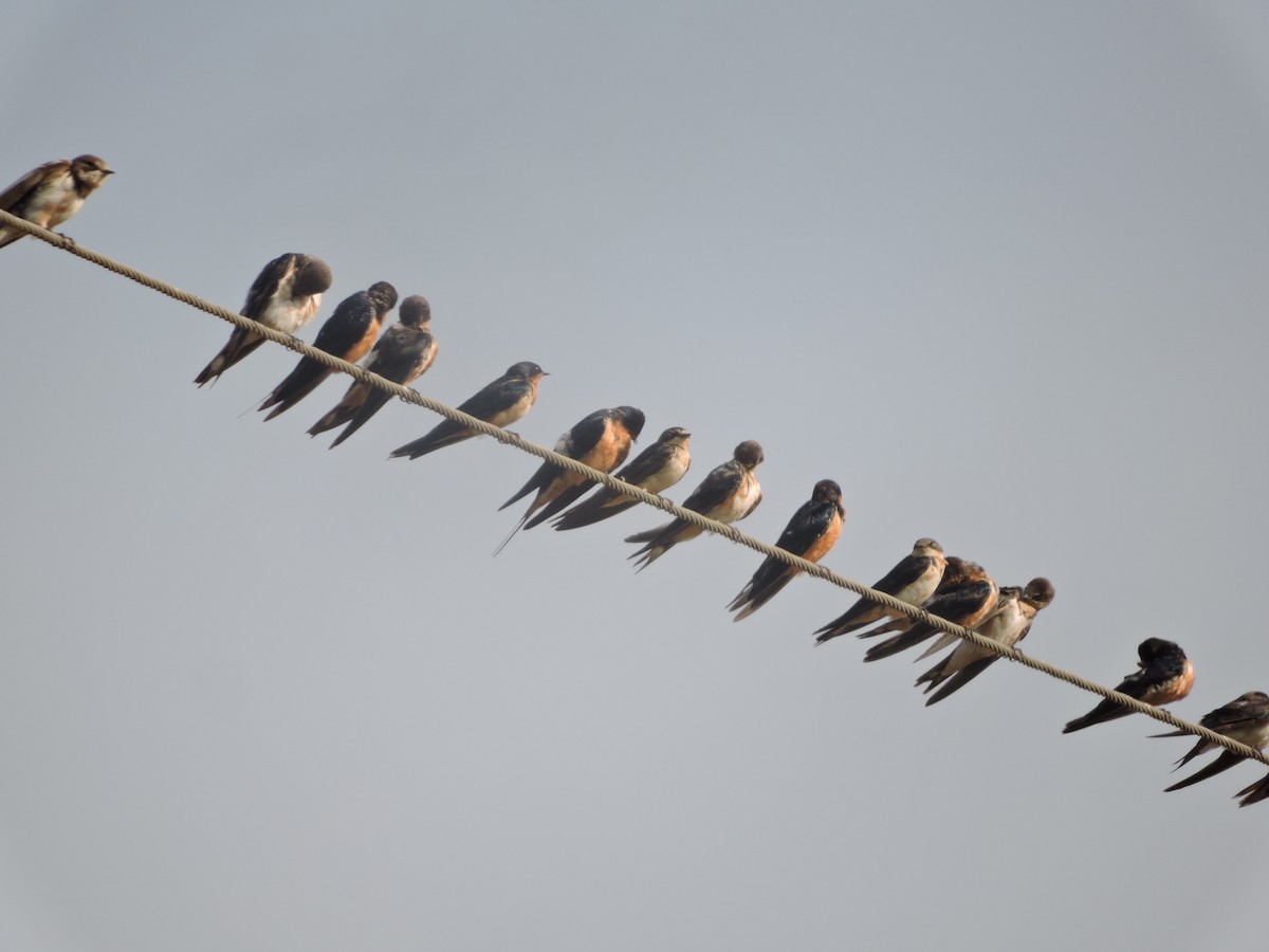 Barn Swallow - Juan D Astorga
