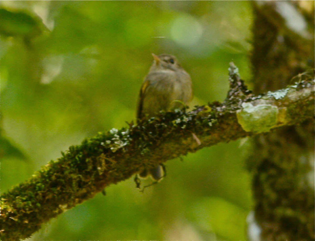 Brown-breasted Pygmy-Tyrant - Don Roberson