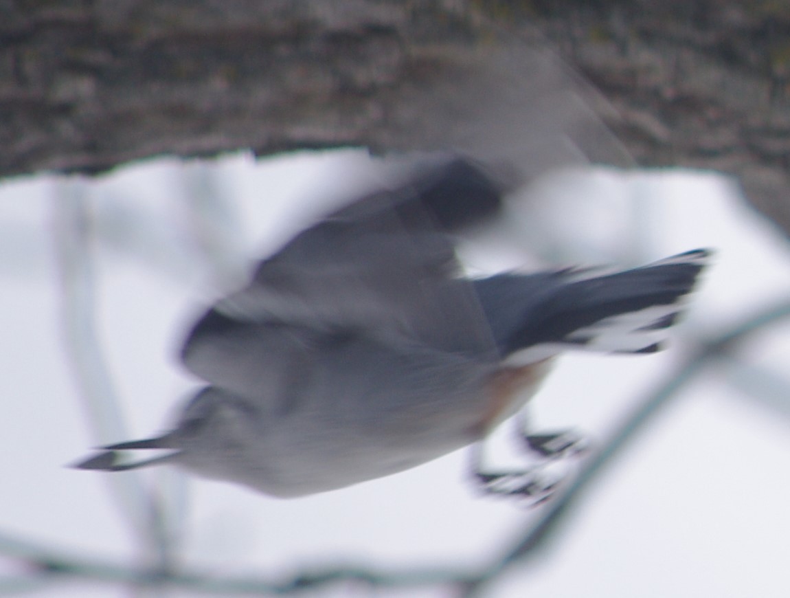 White-breasted Nuthatch - ML141815451