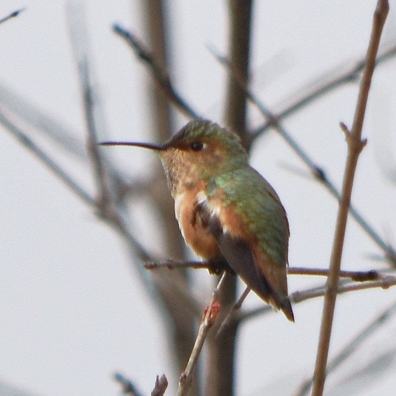 Allen's Hummingbird - Paul  Contreras
