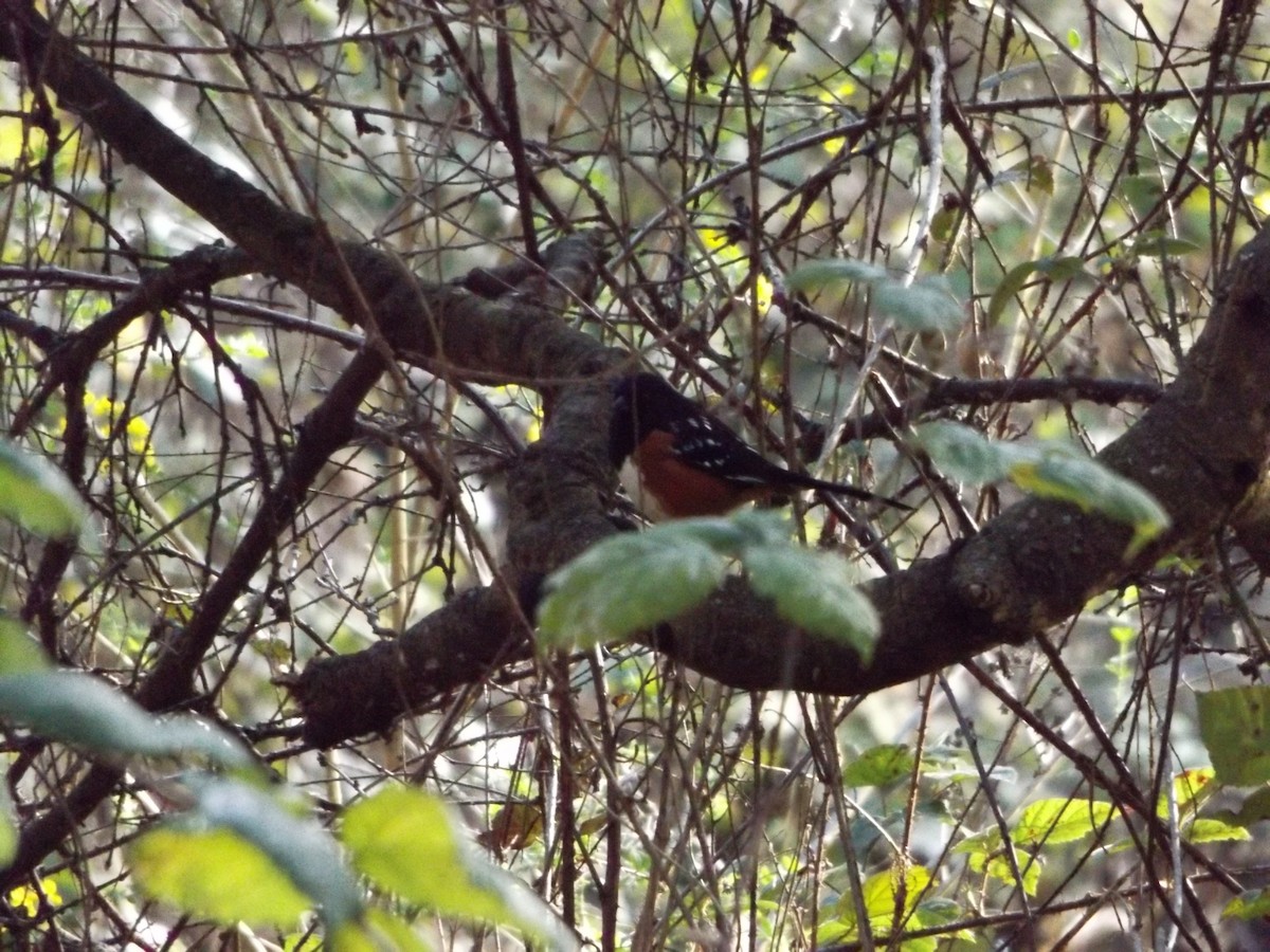 Spotted Towhee - ML141816221