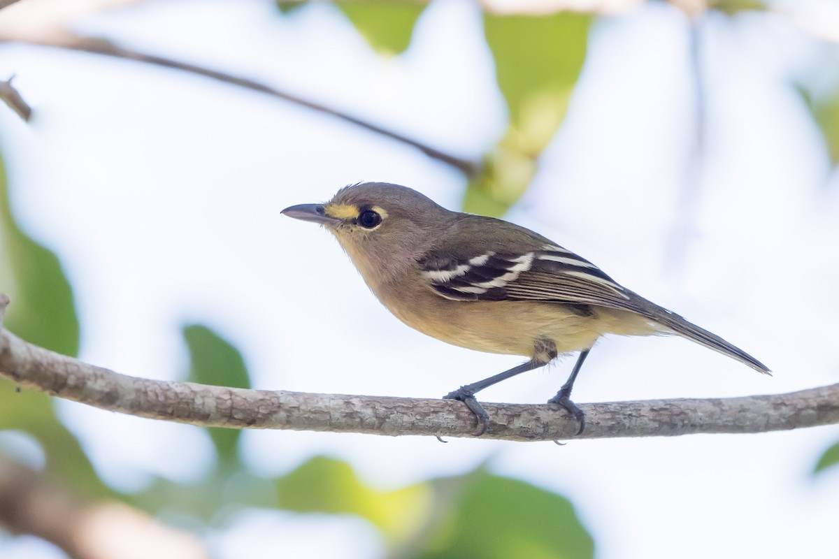 Thick-billed Vireo - Melissa James