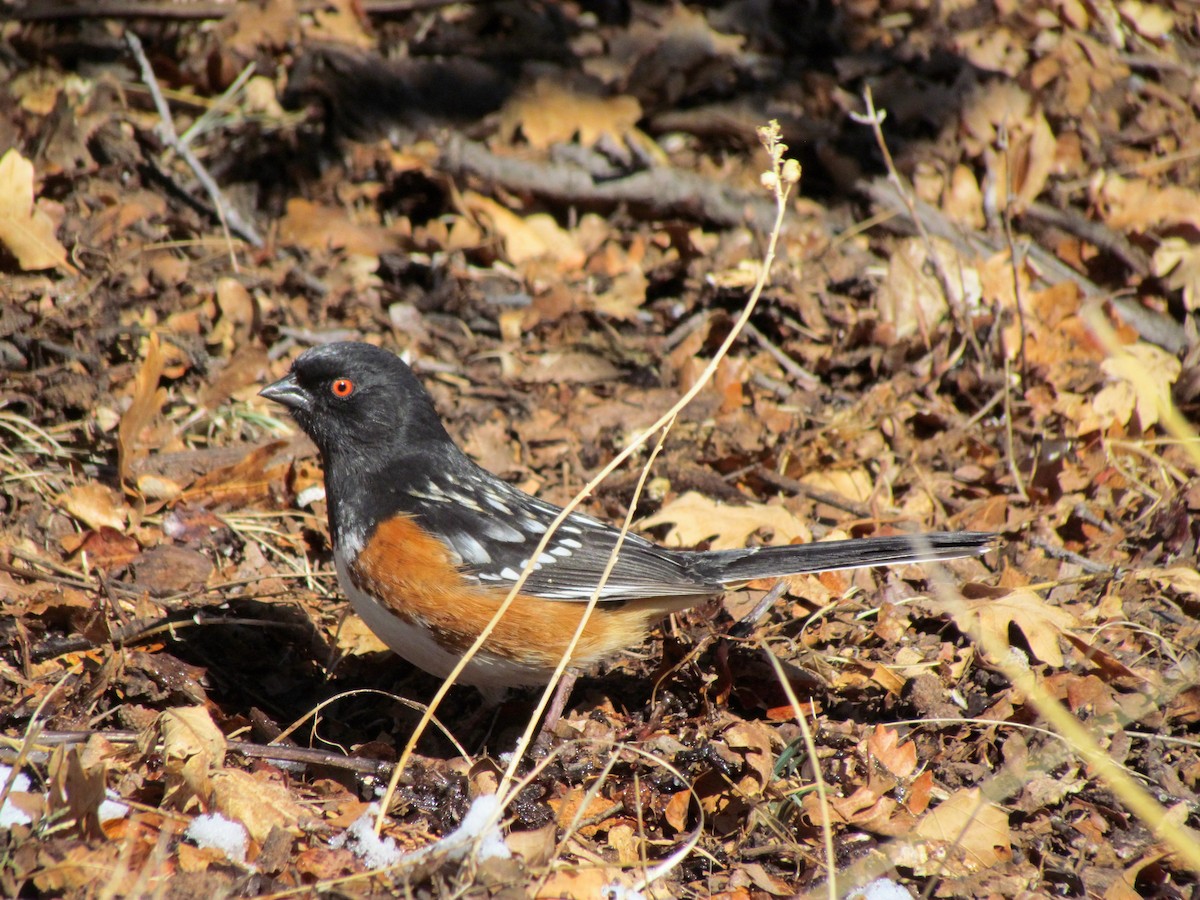 Spotted Towhee - Tanja Britton