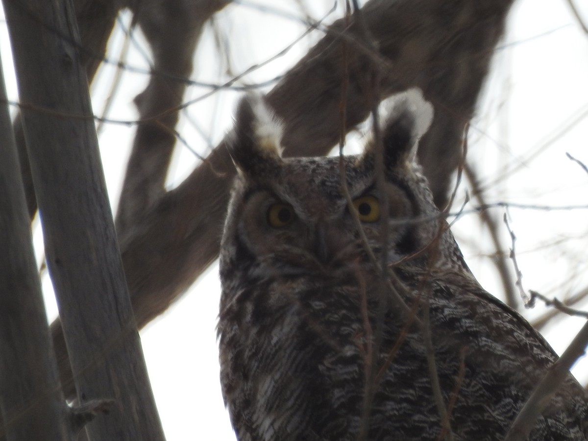 Great Horned Owl - ML141816941