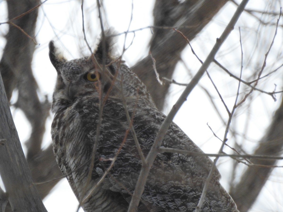 Great Horned Owl - ML141816951