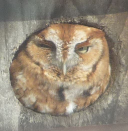 Eastern Screech-Owl - Michael Rock