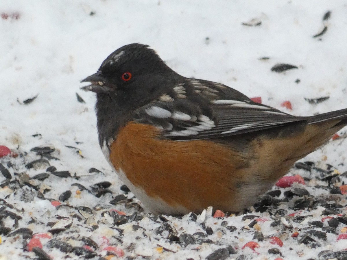 Spotted Towhee - ML141820321