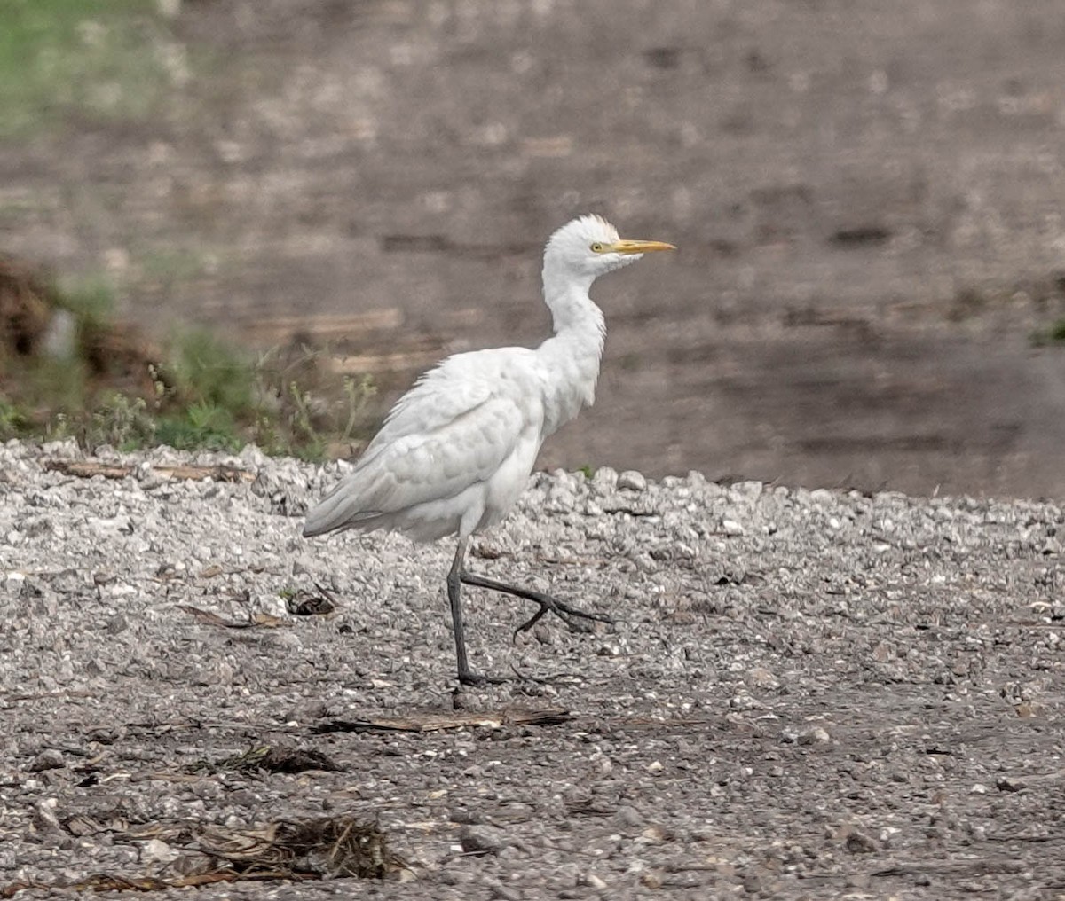 Чапля єгипетська (підвид ibis) - ML141820351