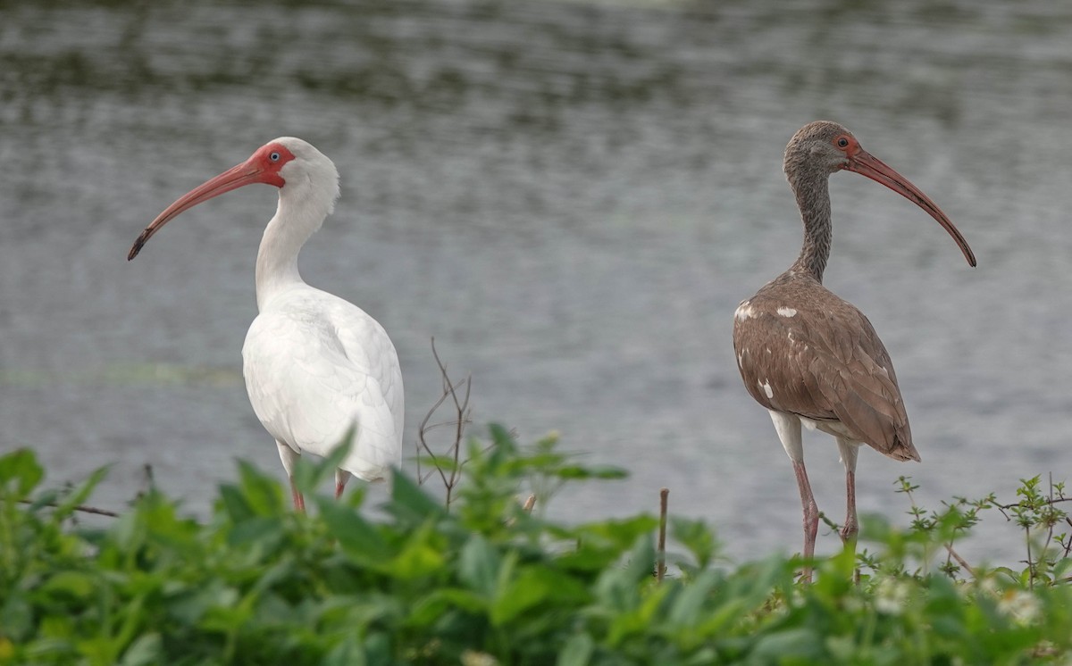 ibis bílý - ML141820461