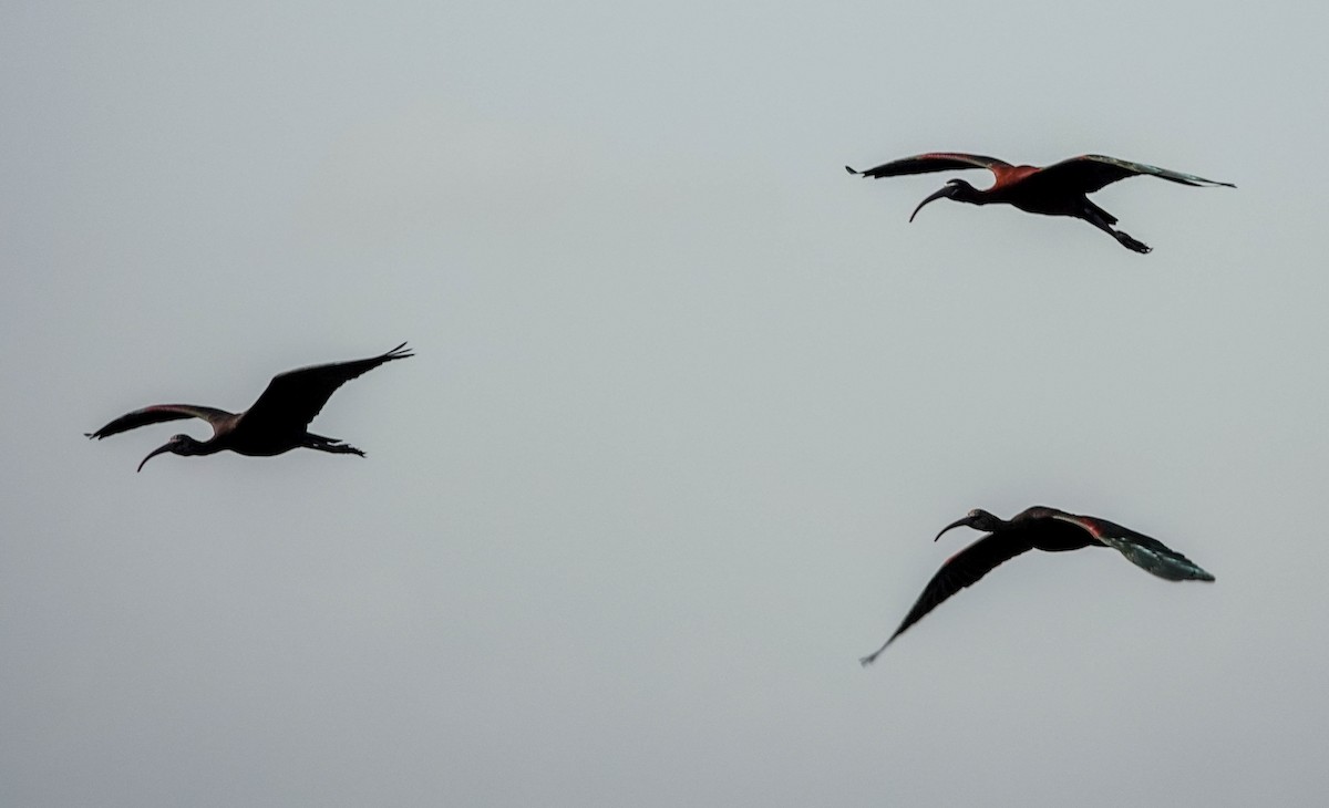 ibis hnědý - ML141820741