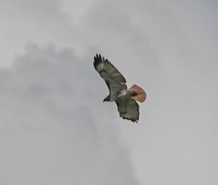 Red-tailed Hawk - ML141821501