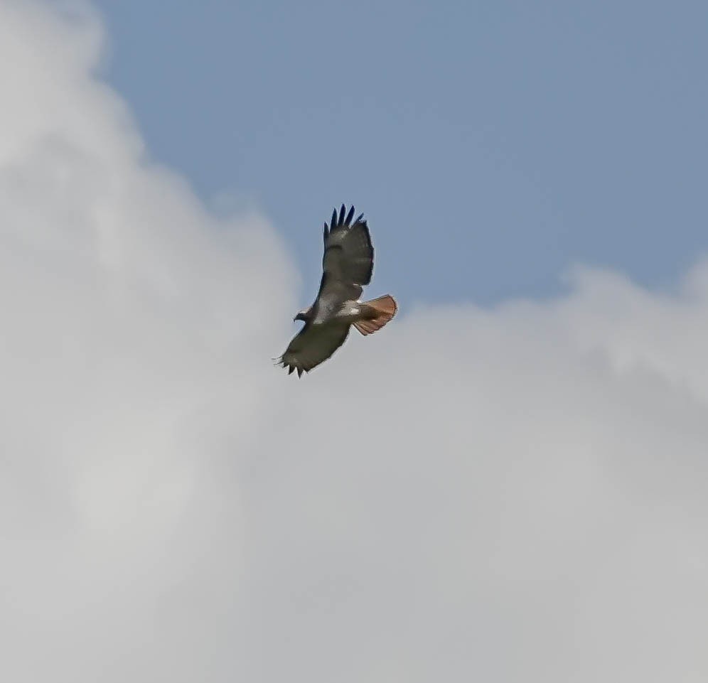 Red-tailed Hawk - ML141821511