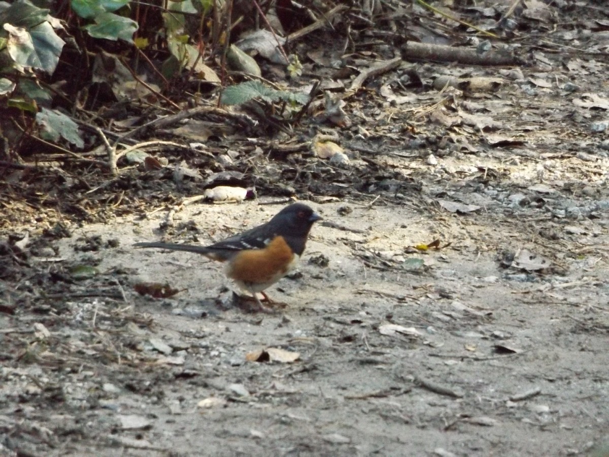 Spotted Towhee - ML141821711