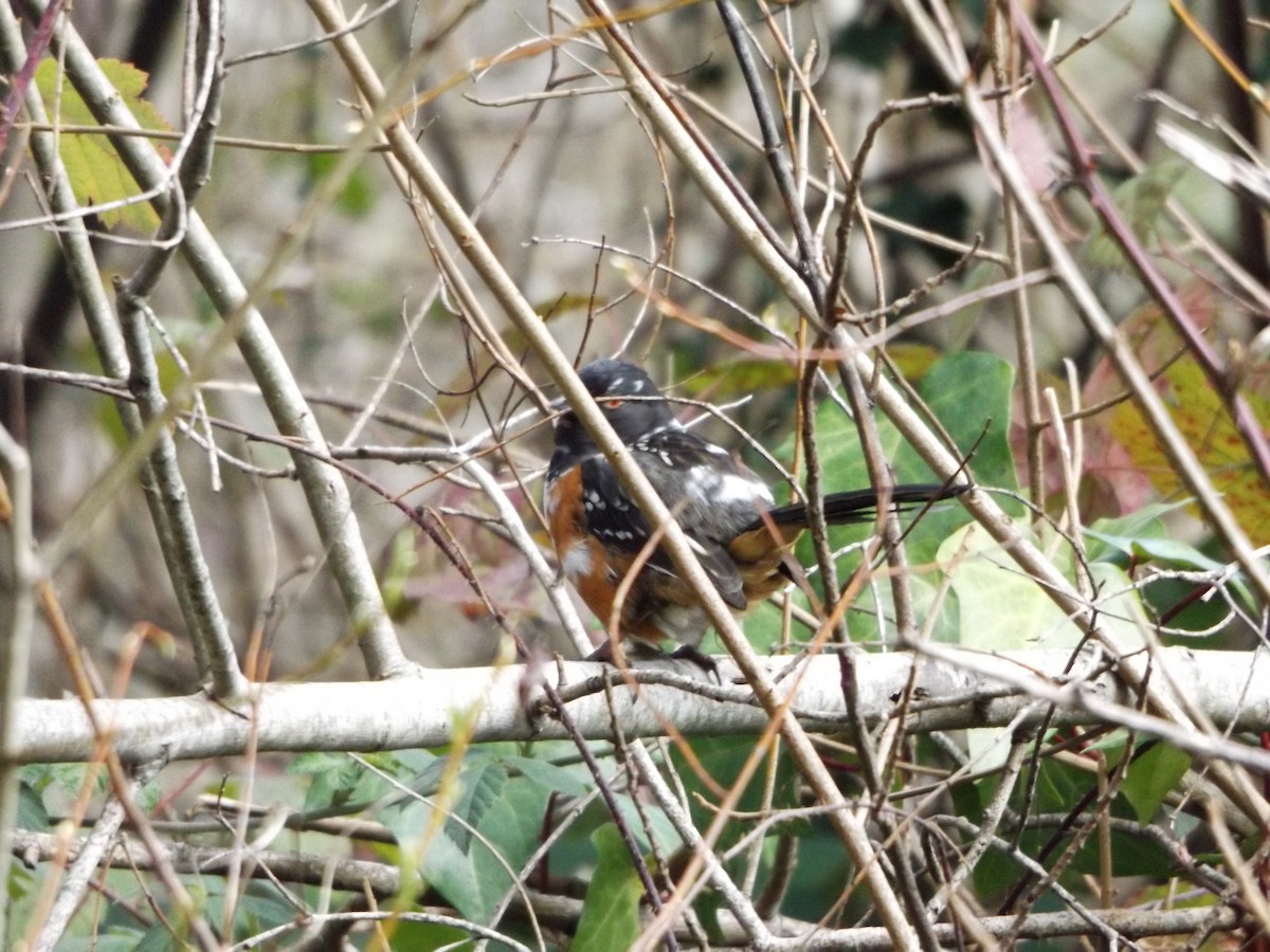 Spotted Towhee - ML141821721