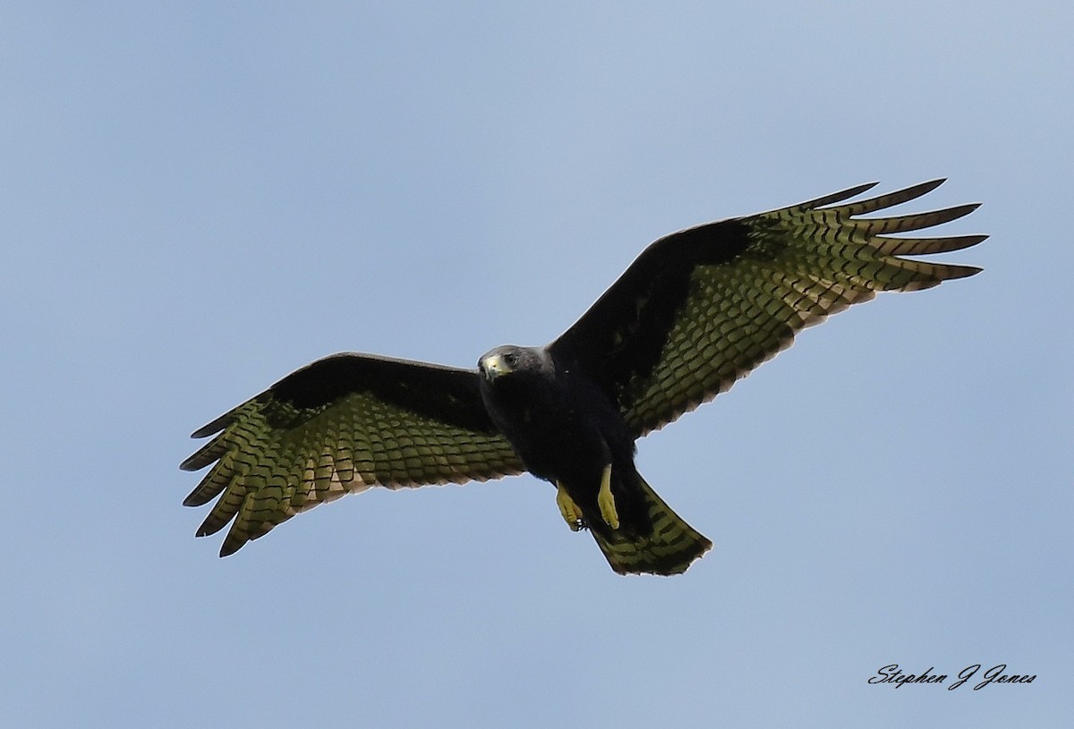 Zone-tailed Hawk - Stephen Jones