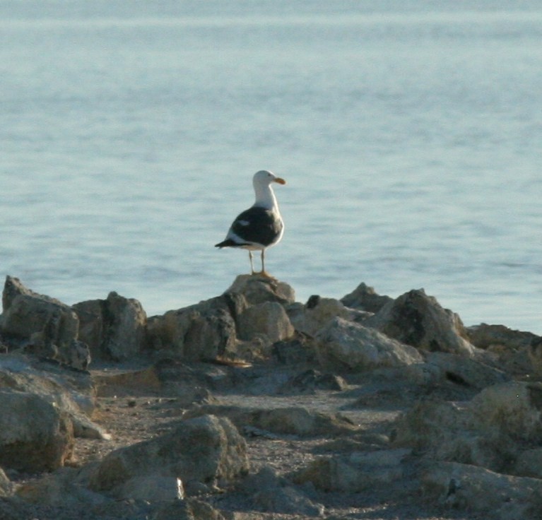 Yellow-footed Gull - ML141822321