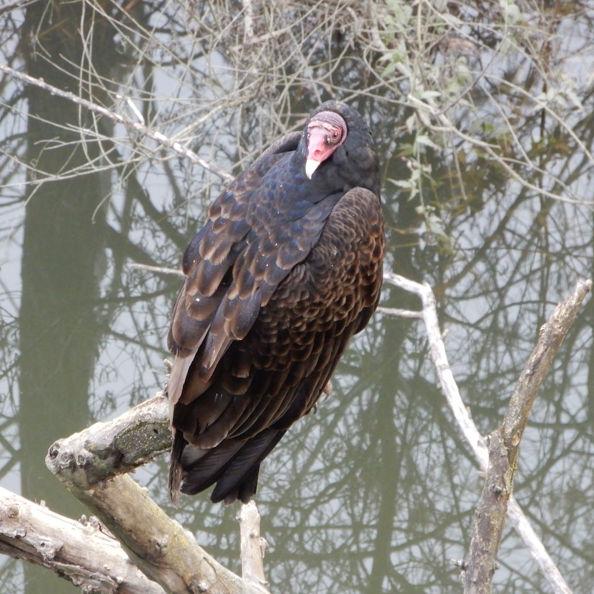 Turkey Vulture - ML141822601