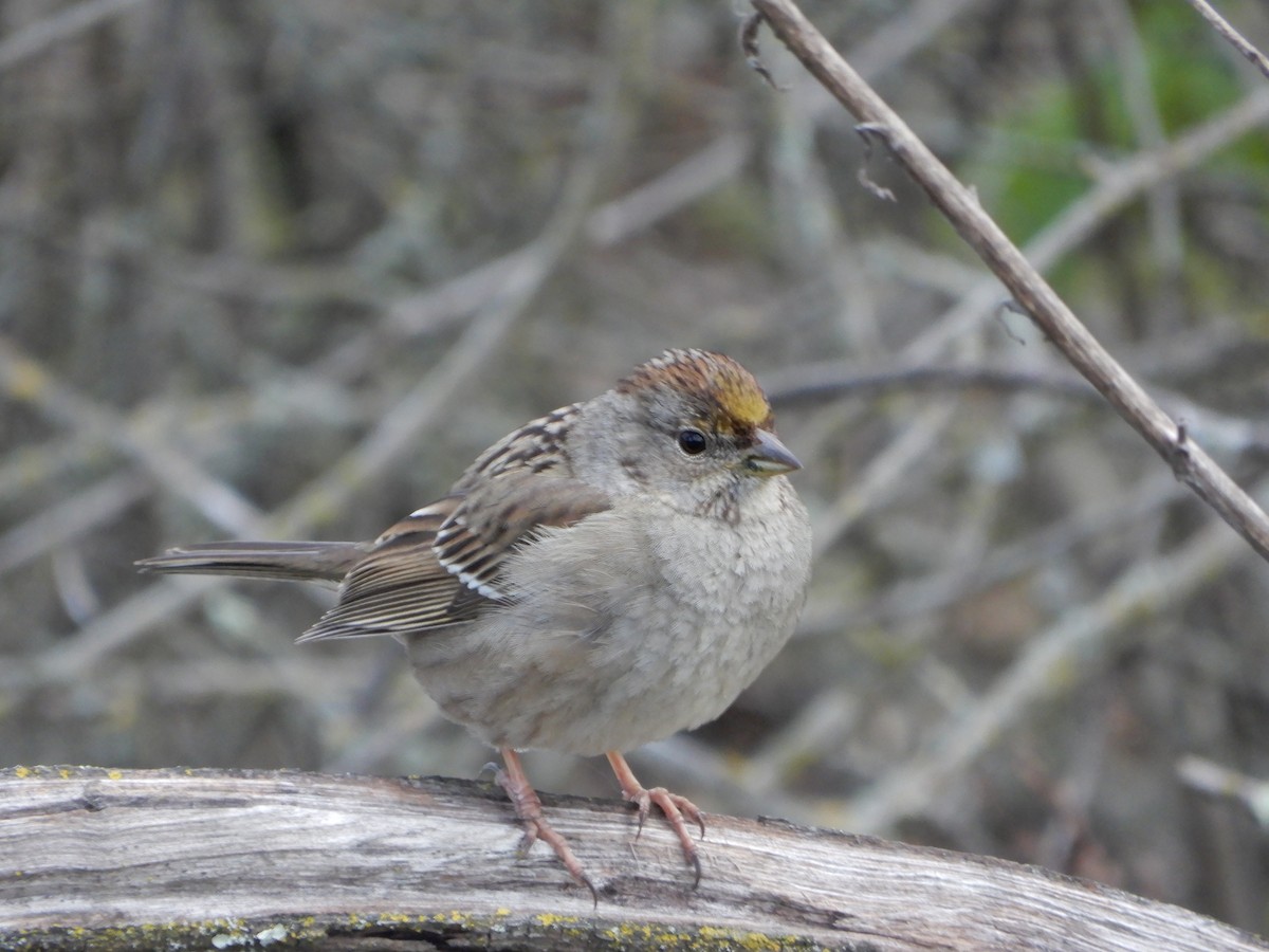 Golden-crowned Sparrow - Mark Martucci