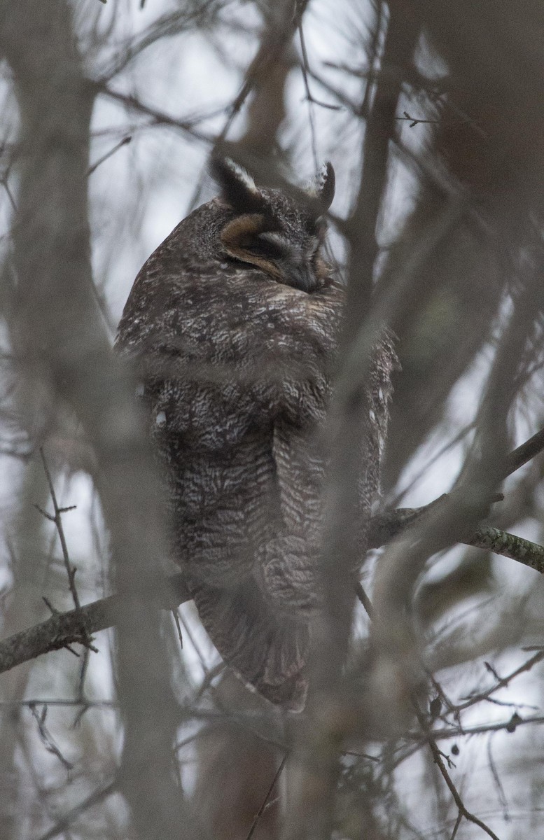 Long-eared Owl - Simon Carter