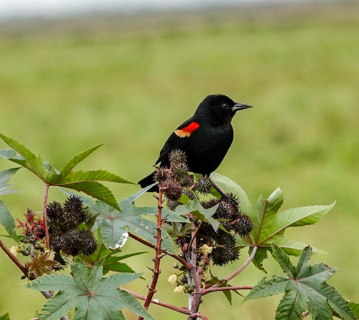 Red-winged Blackbird - ML141822851