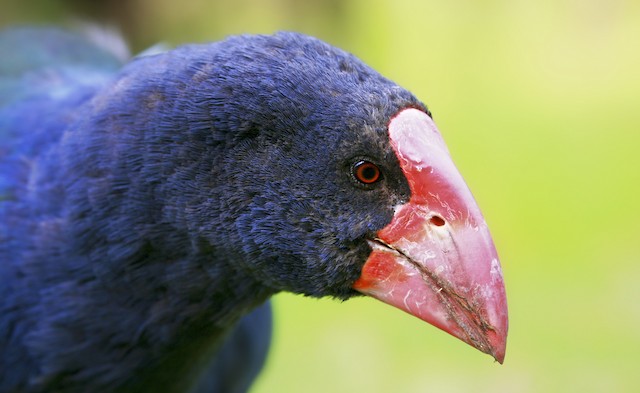 takahe bird