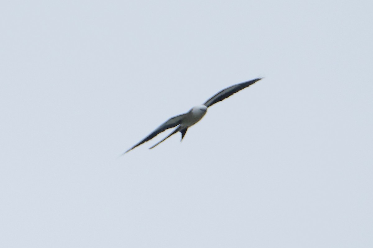 Swallow-tailed Kite - Jeff Bouton