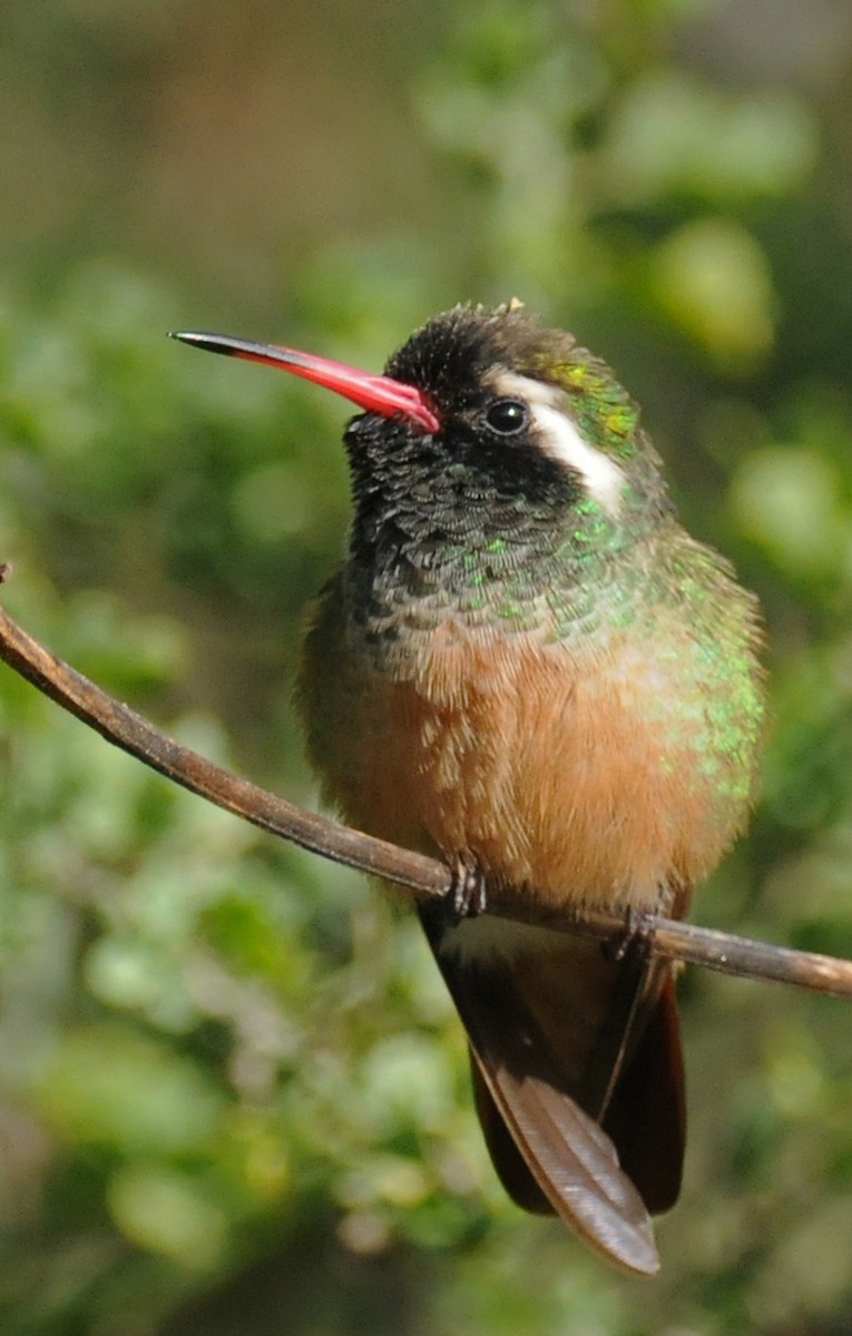 kolibřík pruholící - ML141824171