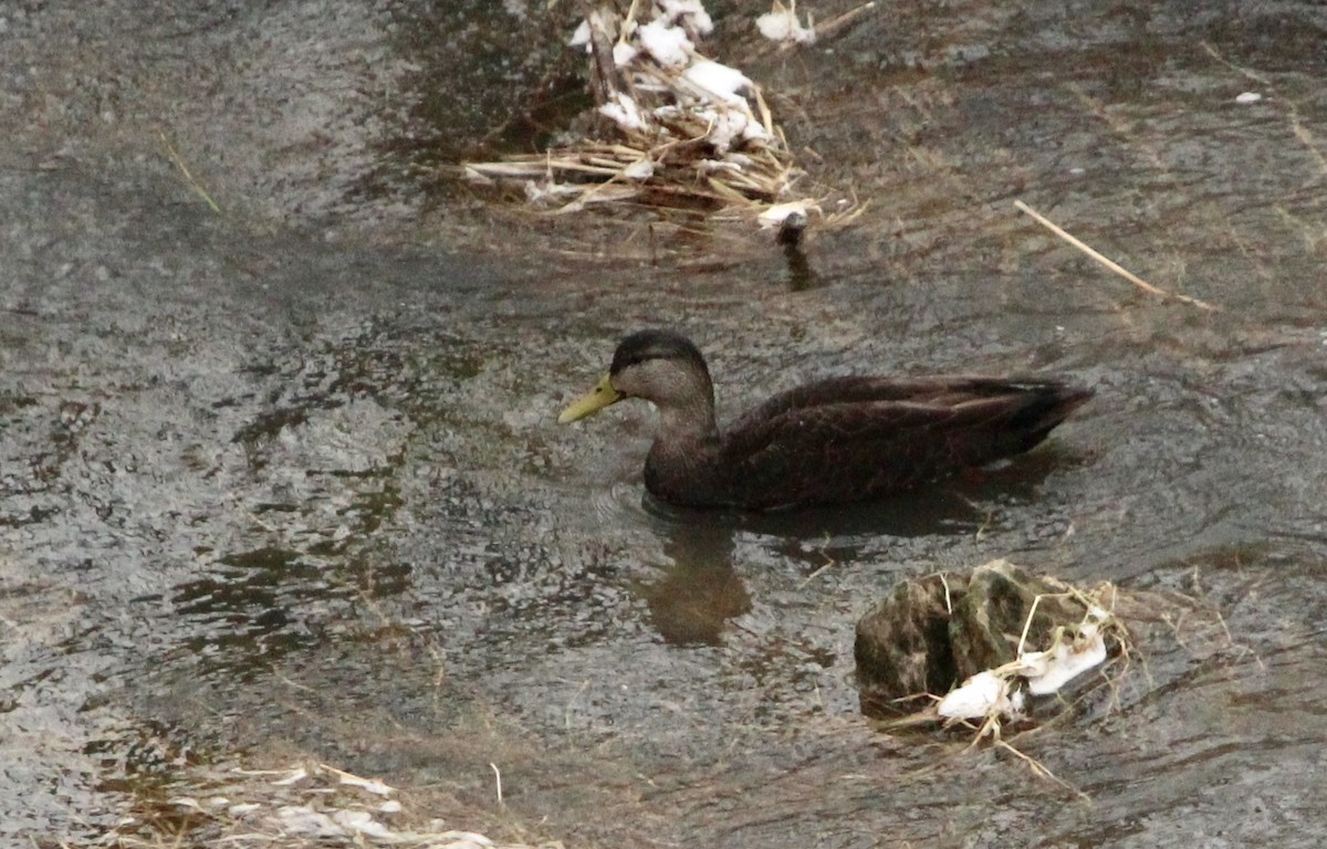American Black Duck - Zebedee Muller