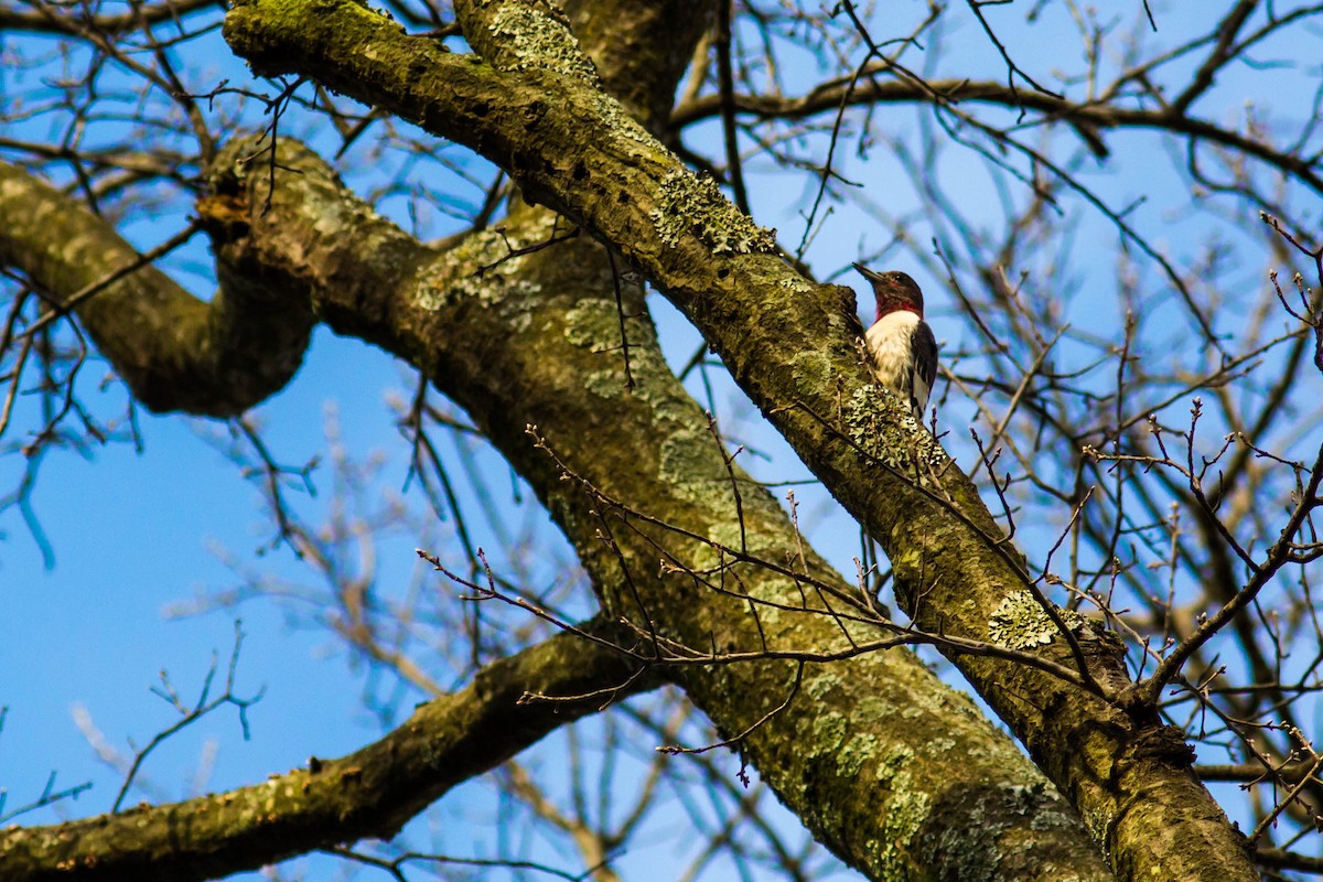 Red-headed Woodpecker - ML141827441