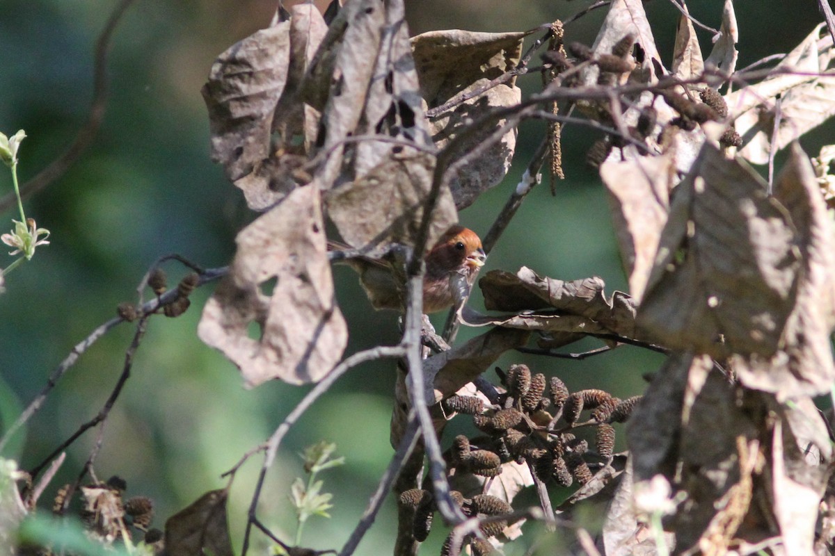 Brown-winged Parrotbill - Paul Hyde