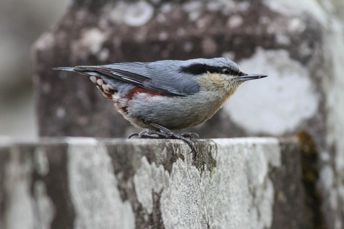 Chestnut-vented Nuthatch - Paul Hyde