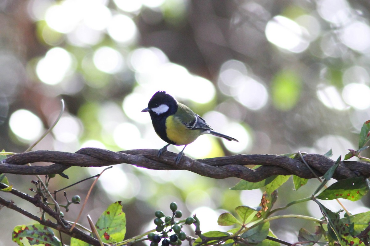 Green-backed Tit - ML141834091