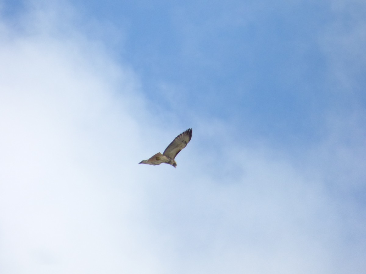 Red-tailed Hawk - ML141834871