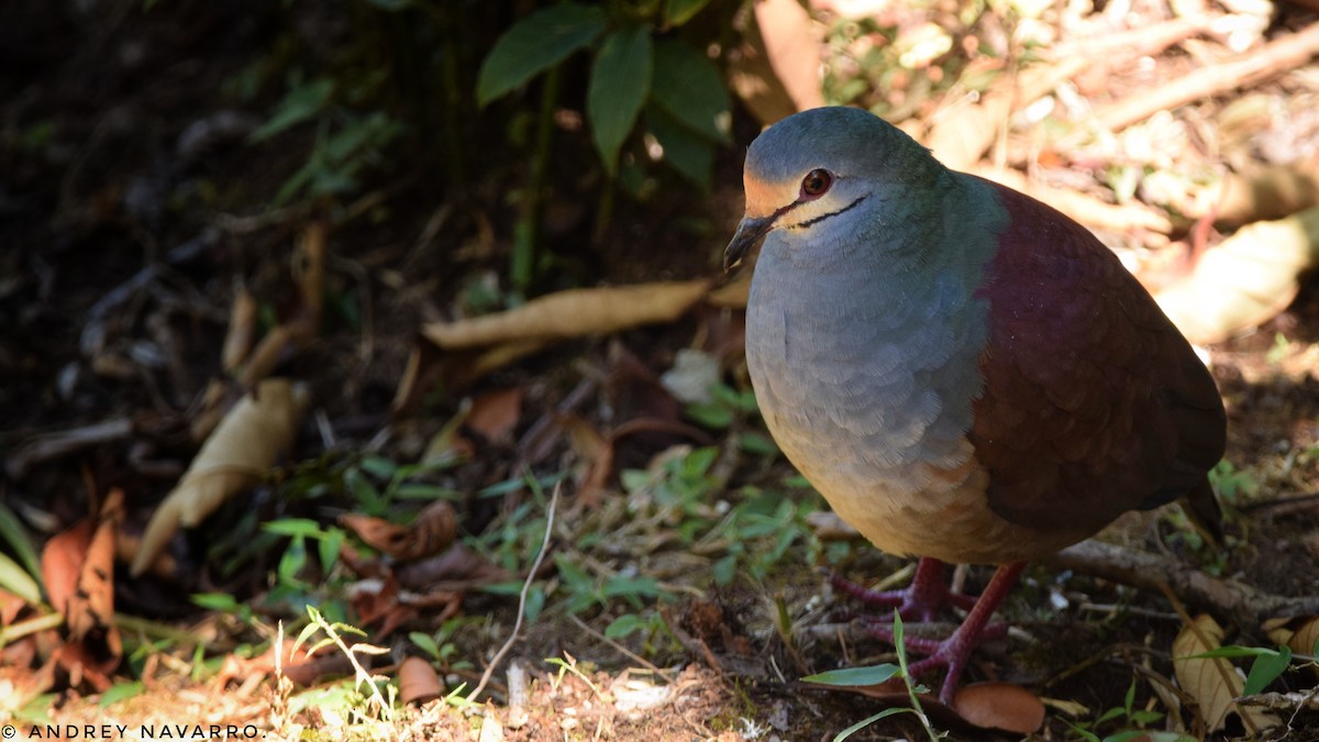 Buff-fronted Quail-Dove - ML141835371