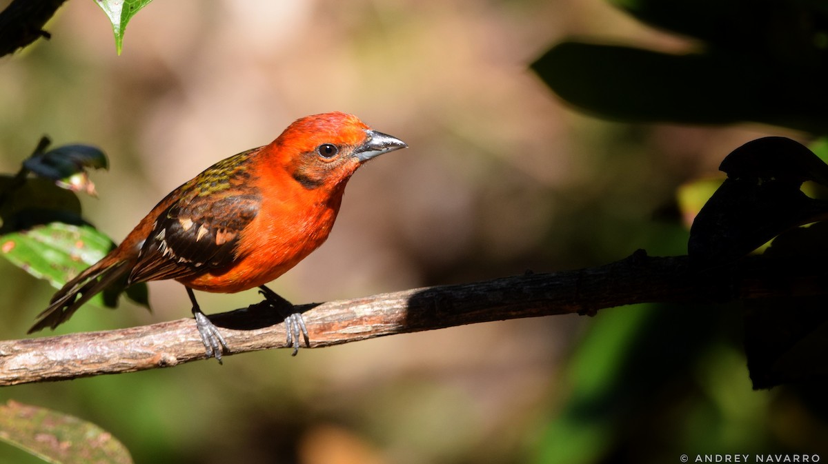 Flame-colored Tanager - Andrey Navarro Brenes