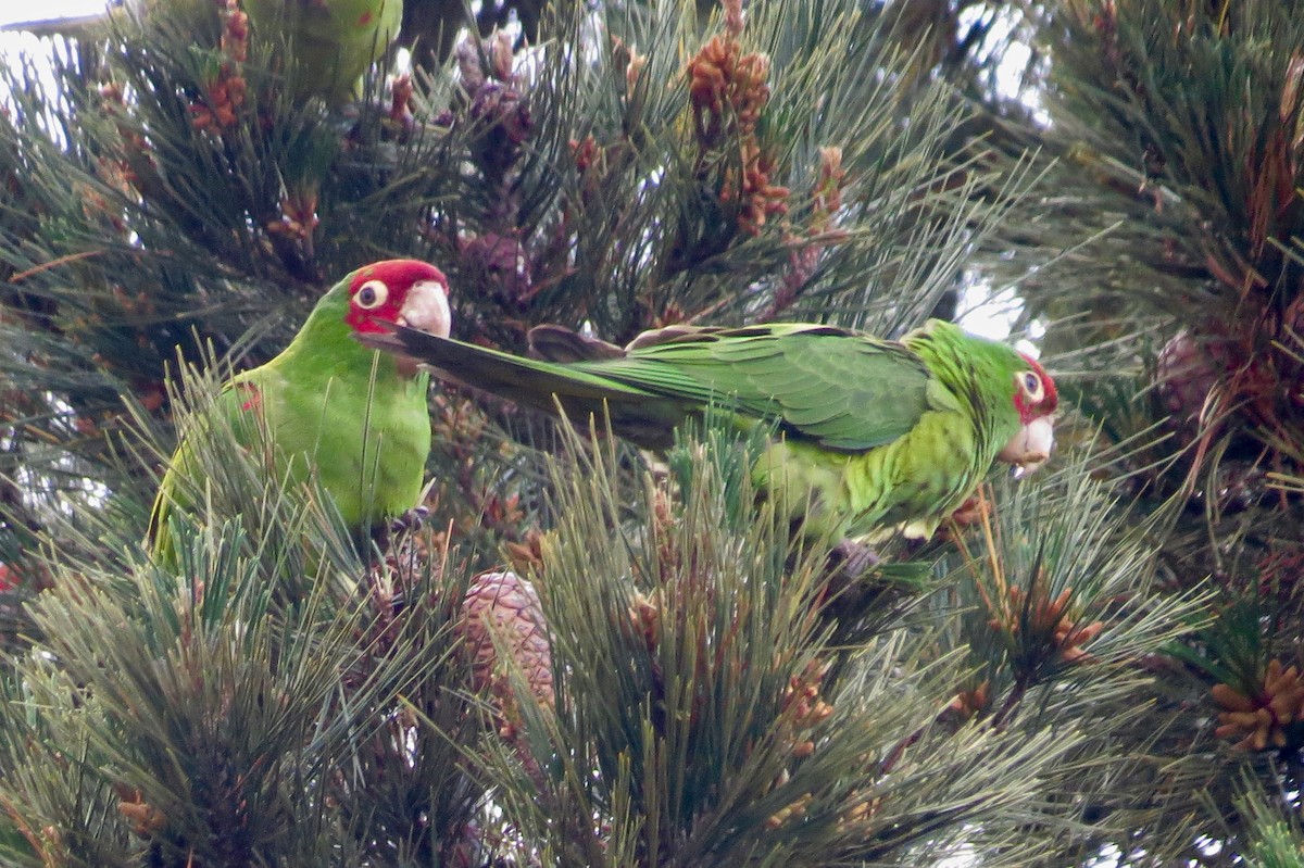 Red-masked Parakeet - Steve Mesick
